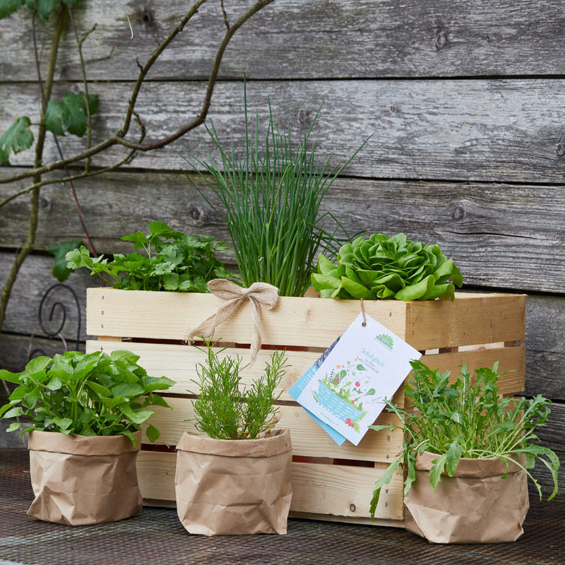 Herb Crate "Salad Happiness" – 7 Fresh Herbs & Seasoning Plants in Wooden Box — Die Stadtgärtner