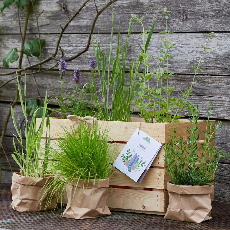 Herb box "Kittikat" - 6 cat plants hand-planted in wooden box — Die Stadtgärtner