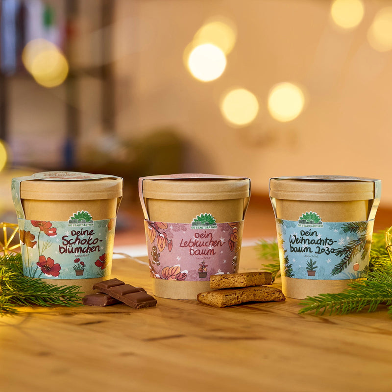 Festive Seed Growing Kit – 3 Christmas Varieties from Die Stadtgärtner — Die Stadtgärtner