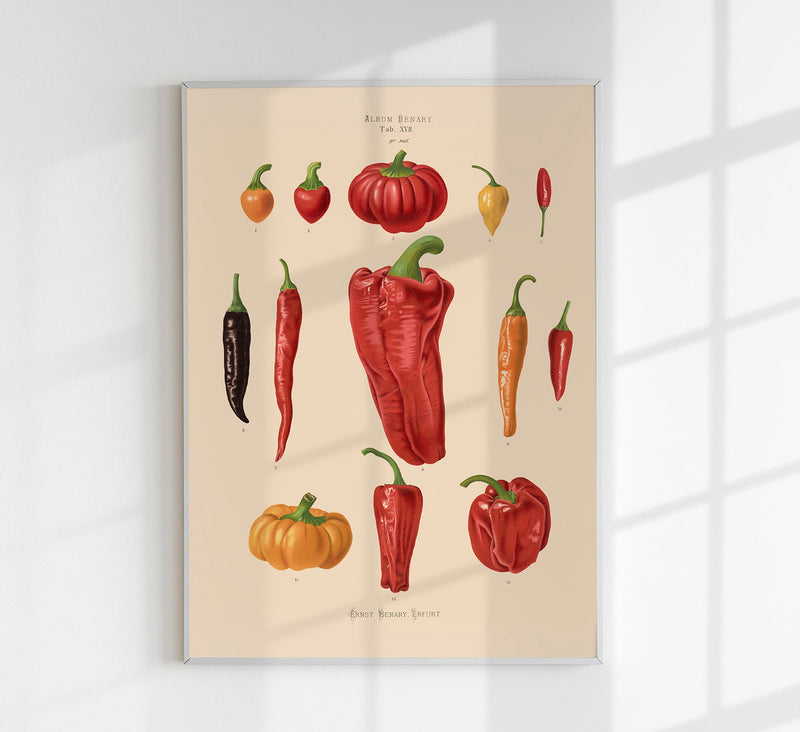 Chili and Peppers Chart Botanical Poster – Fine Art Print — Patroa Studio