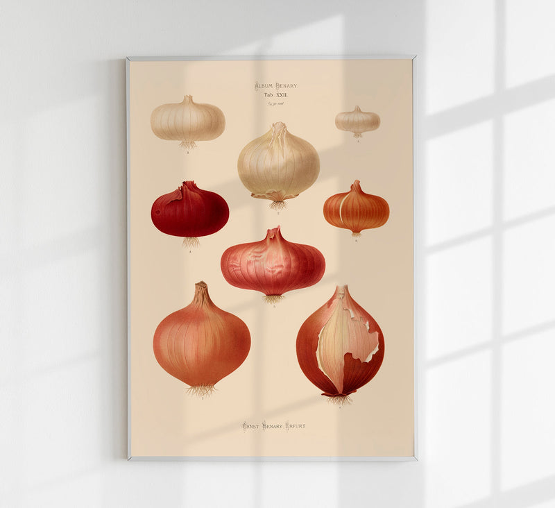 Onions Chart Botanical Poster – Botanische Illustration Fine Art Print UV-beständig — Patroa Studio