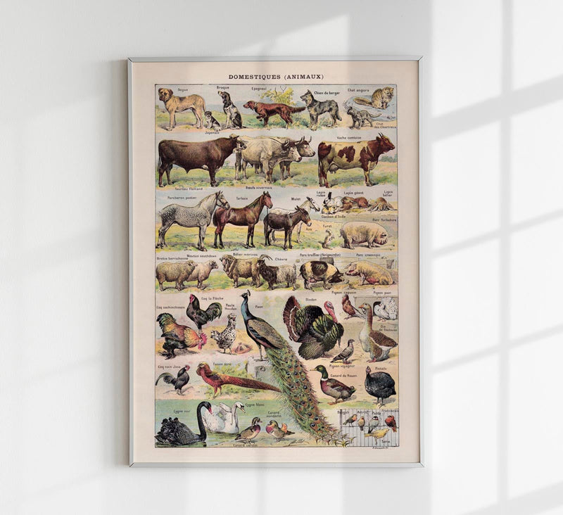 Domestic Animals French Illustration – Art Print Berlin — Patroa Studio