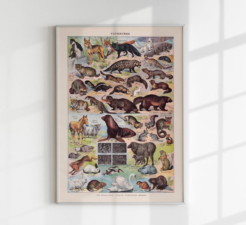 Fur Animals French Illustration – Kunstdruck Poster — Patroa Studio
