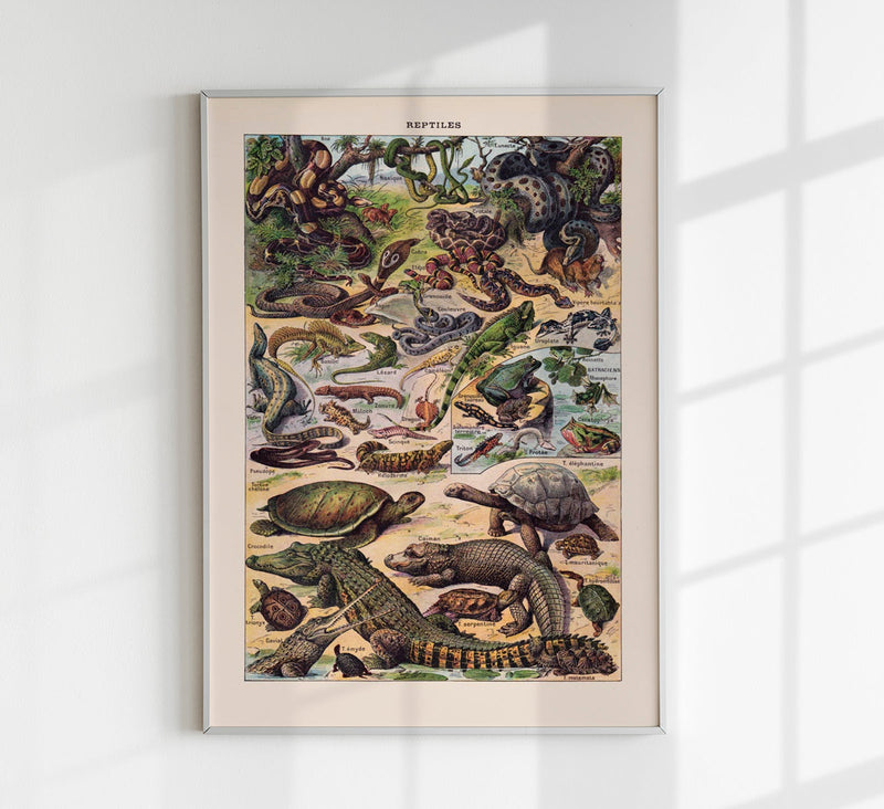 Reptiles Animal Illustration – Vintage Französischer Larousse Druck — Patroa Studio