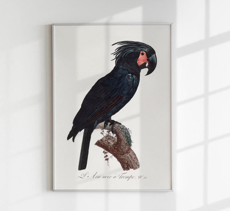 Black Macaw Animal Print Poster – Handmade Berlin — Patroa Studio