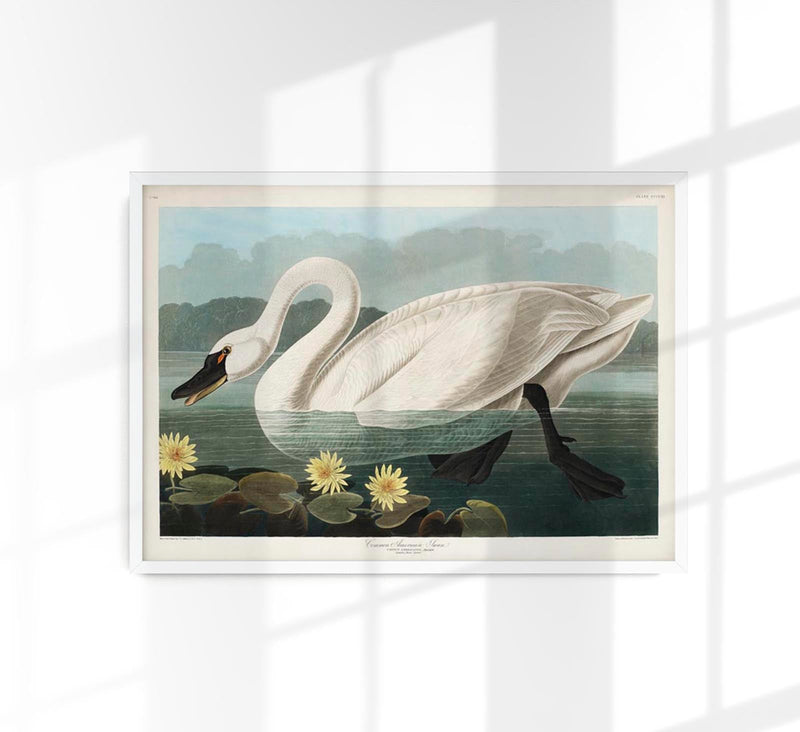 Common American Swan Art Print – Art Print Patroa Studio — Patroa Studio