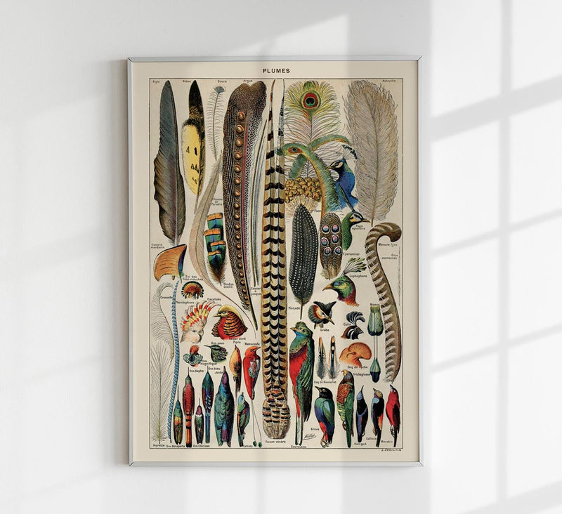 Bird Plumes Vintage Chart – Kunstdruck Papier — Patroa Studio