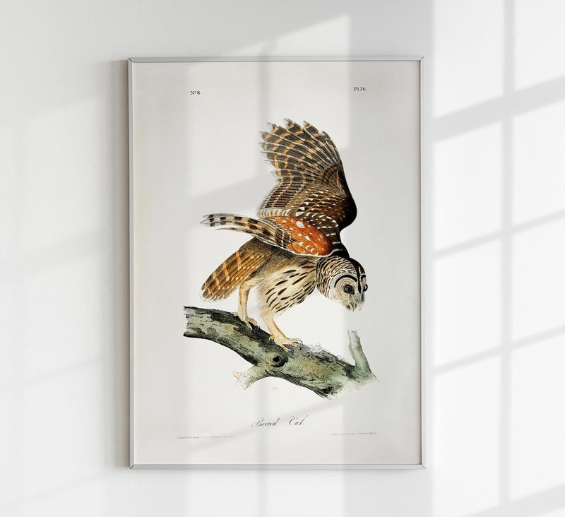 Barred Owl from Birds of America Poster – Art Print Berlin — Patroa Studio