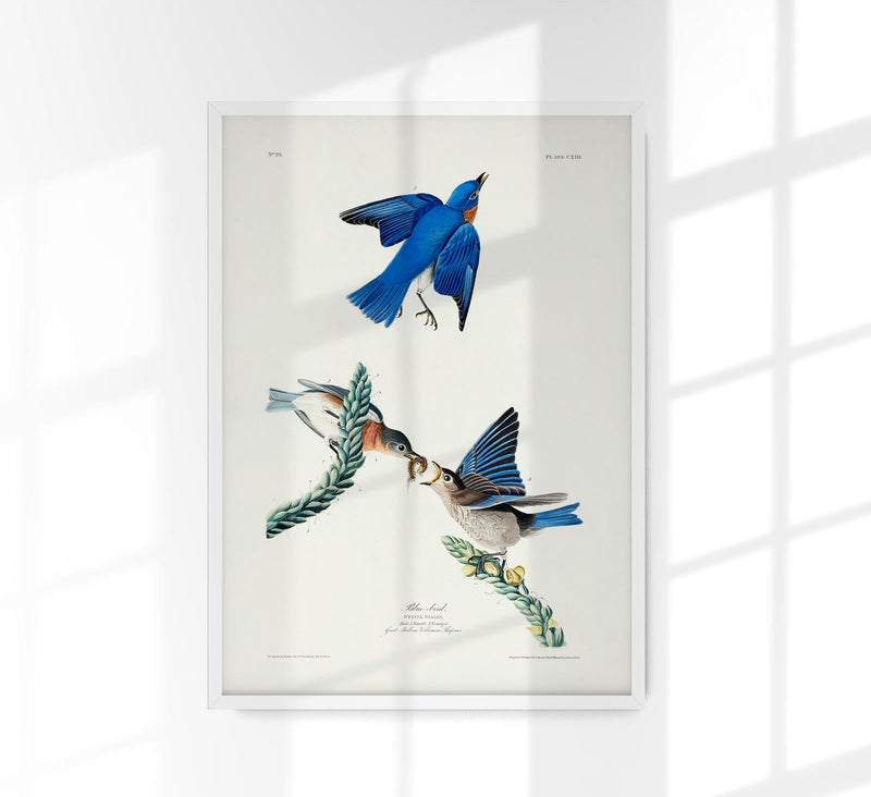 Blue Birds from Birds of America Poster – Patroa Studio Berlin — Patroa Studio