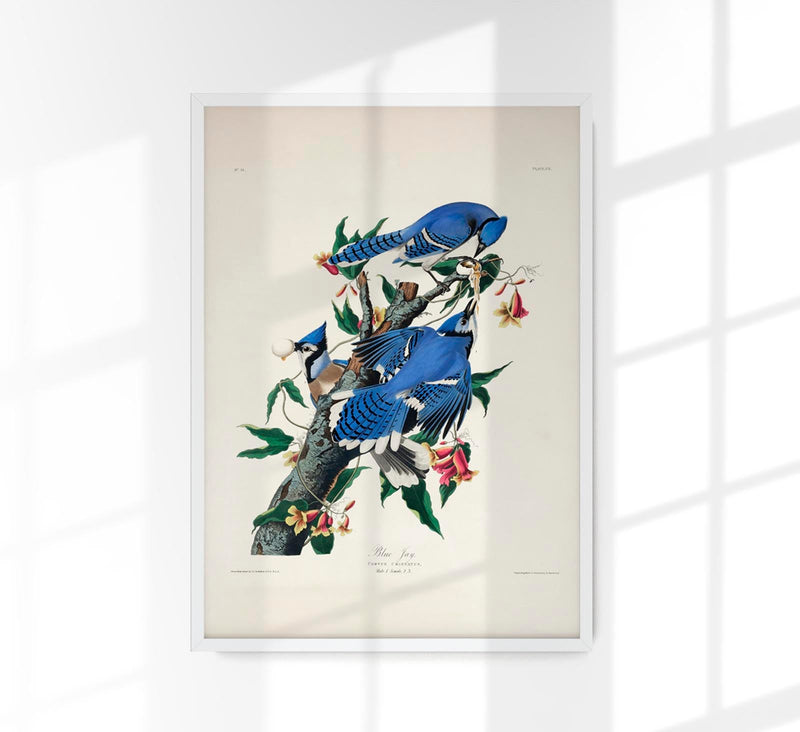 Blue Jay from Birds of America Poster – Kunstdruck auf Archivpapier — Patroa Studio