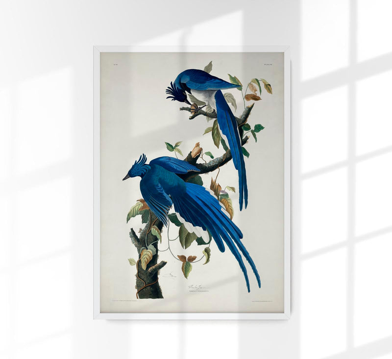 Columbia Jay from Birds of America Poster – Handgefertigter Kunstdruck — Patroa Studio