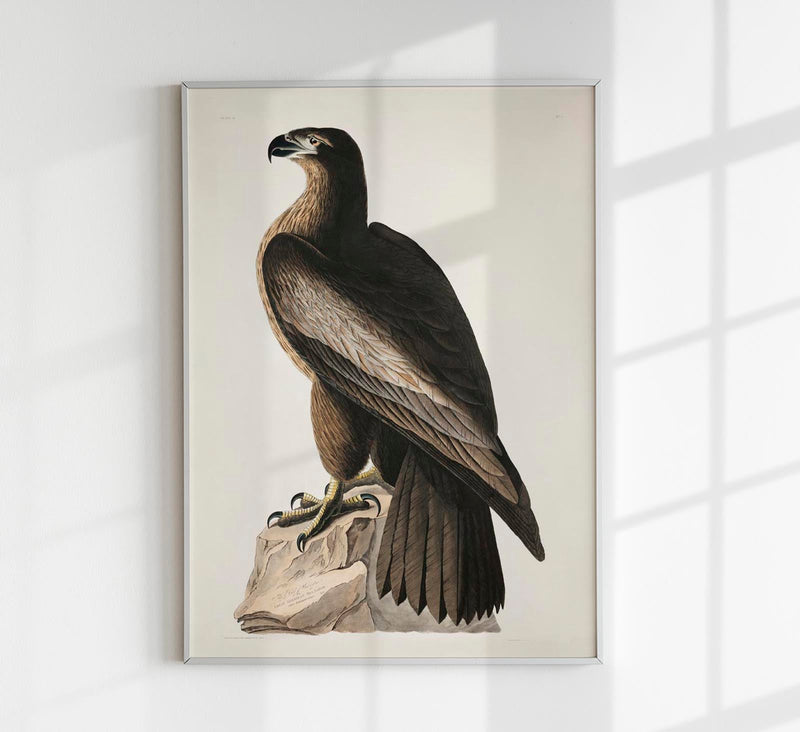 Great American Sea Eagle – Birds of America Poster — Patroa Studio