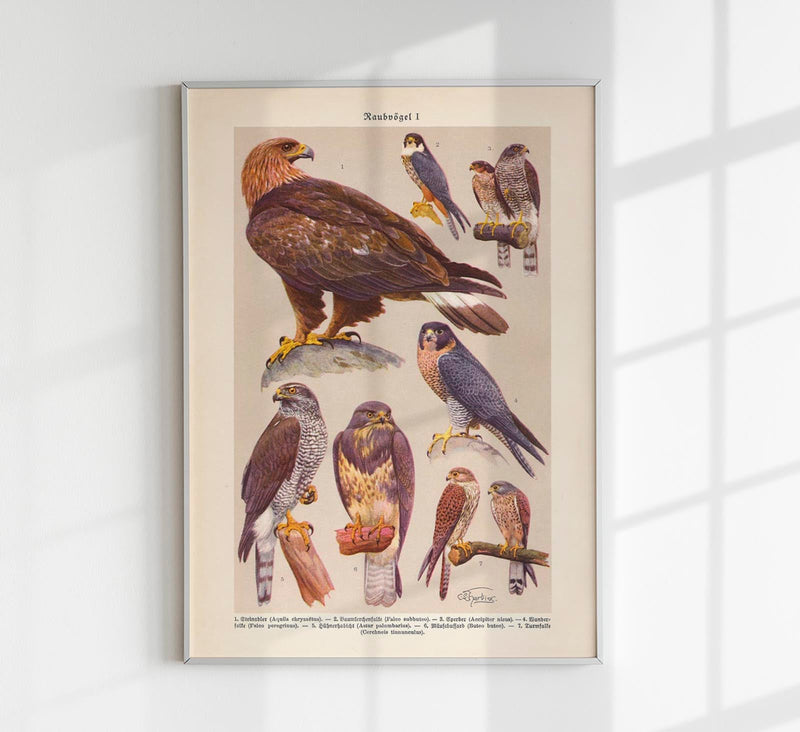 Birds of Prey I Poster – Chromolithograph Kunstdruck Patroa Studio — Patroa Studio