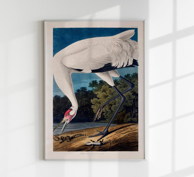 Hooping Crane from Birds of America Poster – Kunstdruck Berlin — Patroa Studio