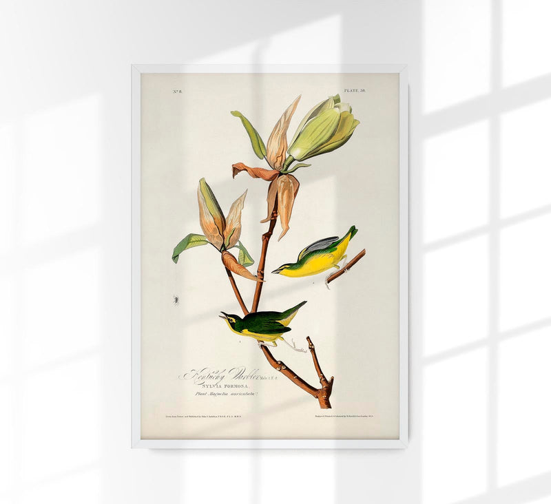 Kentucky Warbler from Birds of America Poster - Art Print Berliner Handwerk — Patroa Studio