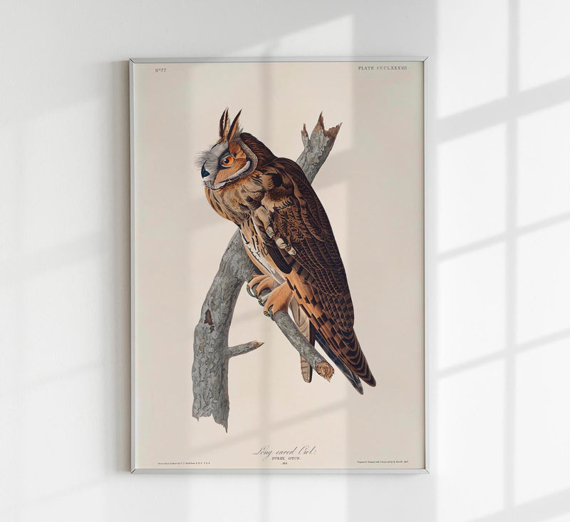 Long-eared Owl from Birds of America Poster – Handgedruckt Berlin — Patroa Studio