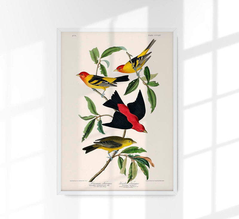 Louisiana Tanager & Scarlet Tanager from Birds of America – Art Print — Patroa Studio