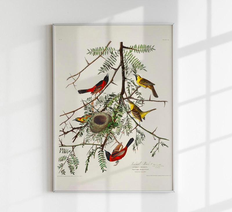 Orchan Criole from Birds of America Poster – Art Print Berlin — Patroa Studio