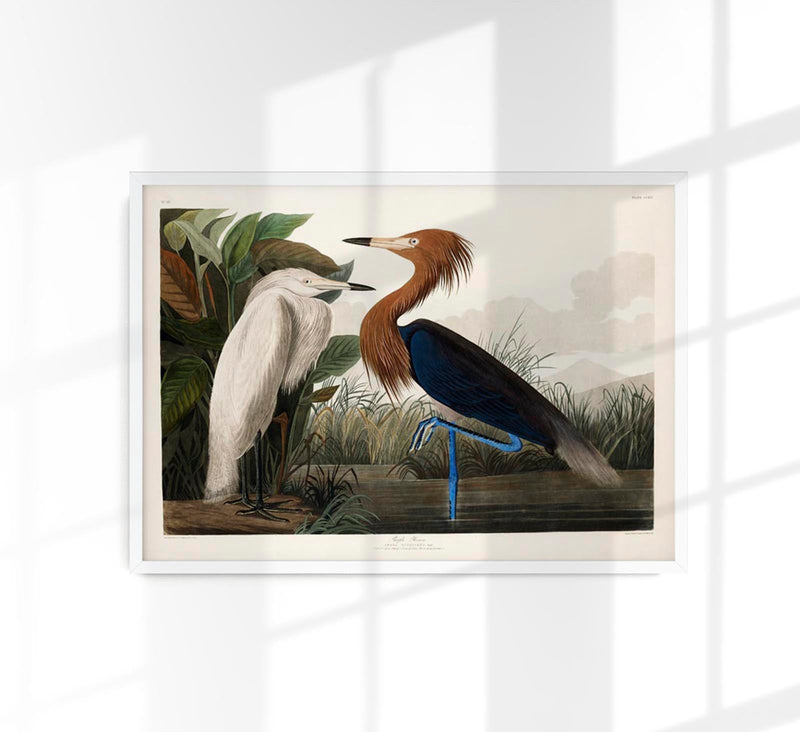 Purple Heron from Birds of America Poster – Kunstdruck Berlin — Patroa Studio