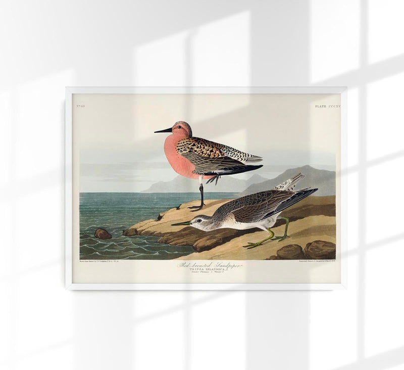 Red-breasted Sandpiper from Birds of America Poster — Patroa Studio