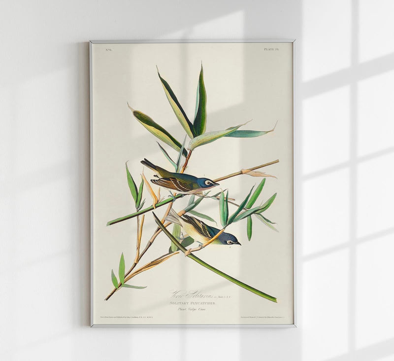 Solitary Flycatcher Poster – Vogelmotiv aus Birds of America — Patroa Studio