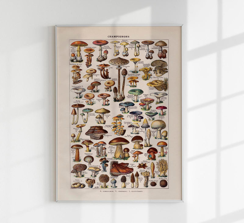 Vintage Champignon Chart by Adolphe Millot Poster – Fine Art Paper oder Canvas — Patroa Studio