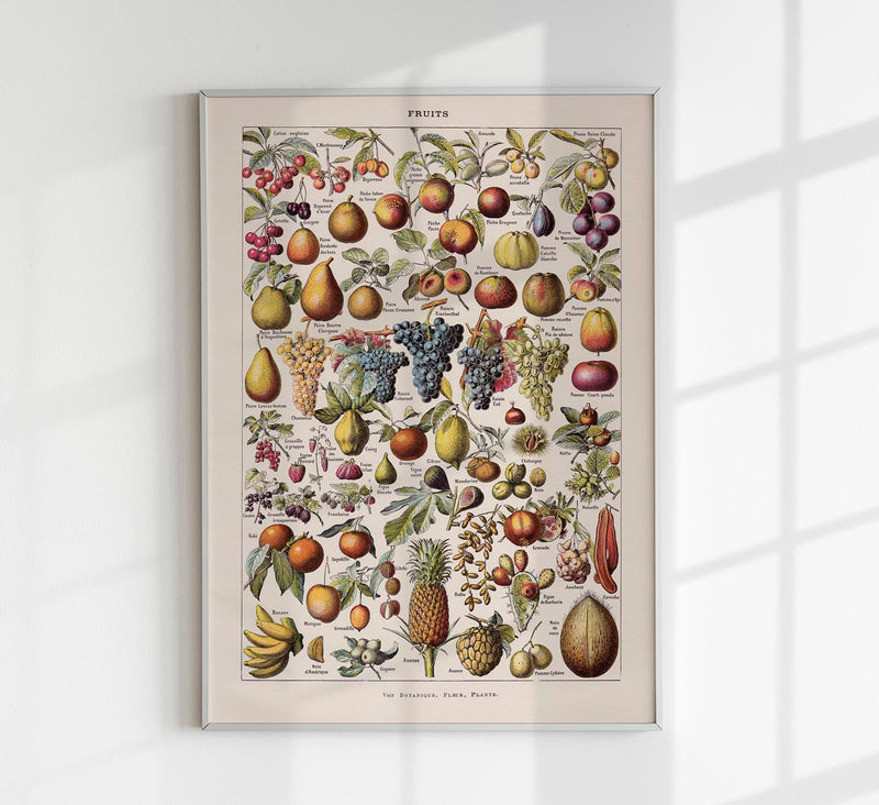 Vintage Fruits Chart by Adolphe Millot – Fine Art Print UV-resistent Made in Berlin — Patroa Studio