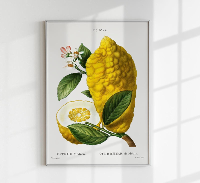 Citrus Medica Vintage Chart – Botanische Fine-Art Wanddeko in 6 Größen — Patroa Studio
