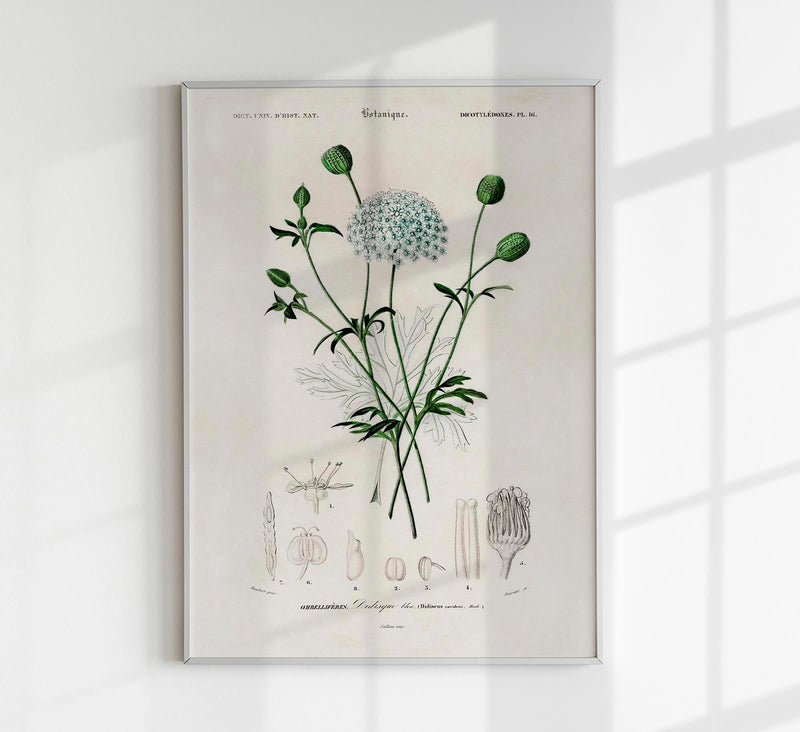 Didiscus Plant Poster – Fine Art Print Botanische Blütenillustration — Patroa Studio