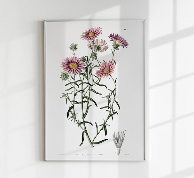 Vintage Hoary Flower Poster – Fine Art Print UV-resistent, Wandbild — Patroa Studio