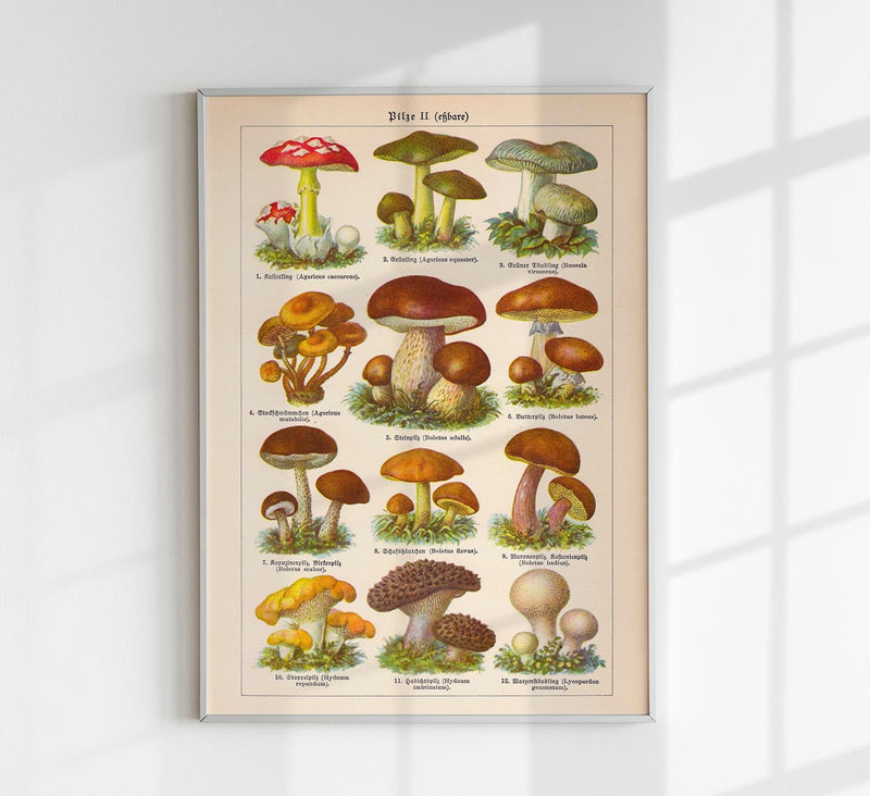 Vintage Mushrooms Chart II – Pilze II Kunstdruck Chromolithographie — Patroa Studio