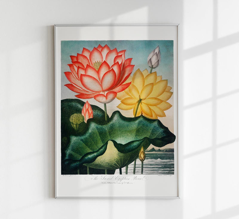 Flower Print Sacred Egyptian Beans Temple of Flora – Botanisch Poster Fine Art — Patroa Studio