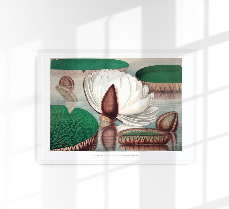 Victoria Regia Botanical Poster – Fine Art Print UV-resistent Made in Berlin — Patroa Studio