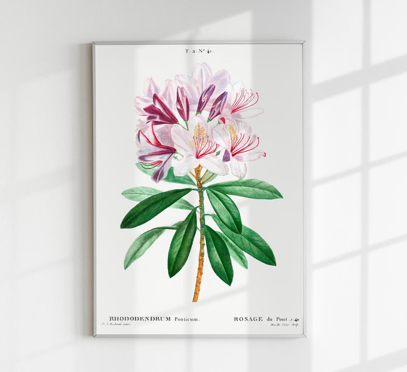 Rhododendron Flower Botanical Art Print – UV-Resistant Fine Art Poster — Patroa Studio