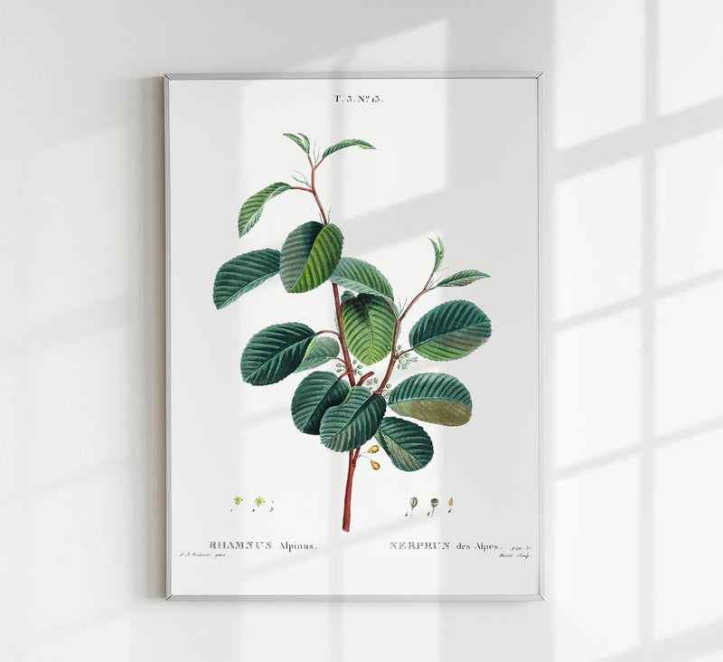 Buckthorn Rhamnus alpinus Flower – Botanical Print Fine Art Canvas — Patroa Studio