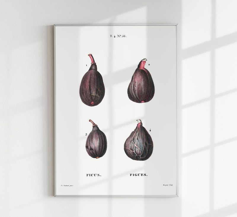 Figs Botanical Poster – Naturgetreu Detailreich Zeitlos — Patroa Studio
