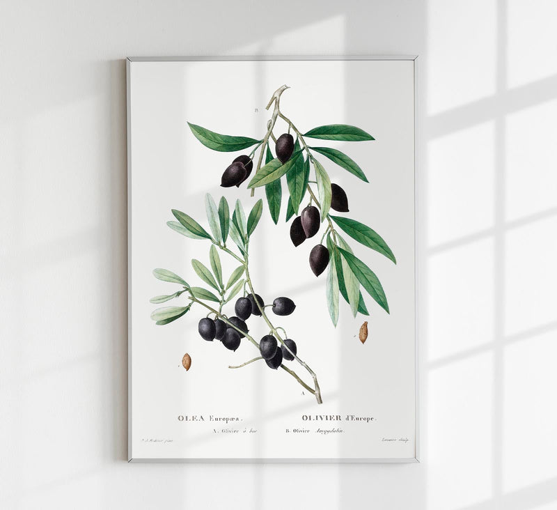 Olive Tree Botanical Poster – Botanische Kunstdruck | Fine Art Print UV-beständig — Patroa Studio