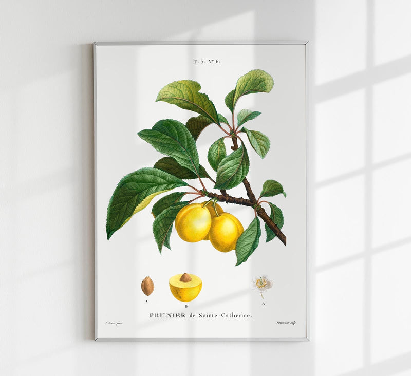 Alpine Apricot – Botanical Poster | Fine Plant Art | UV Resistant — Patroa Studio