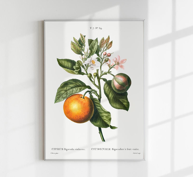 Bitter Orange Flower Poster – Fine Art Botanical Kitchen Art — Patroa Studio