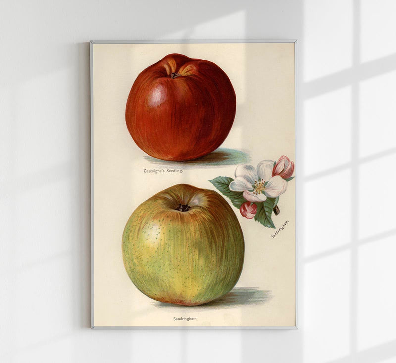 Gascoigne Sandringham Apples Fruit Poster – Historical Apples Fine Art Print — Patroa Studio