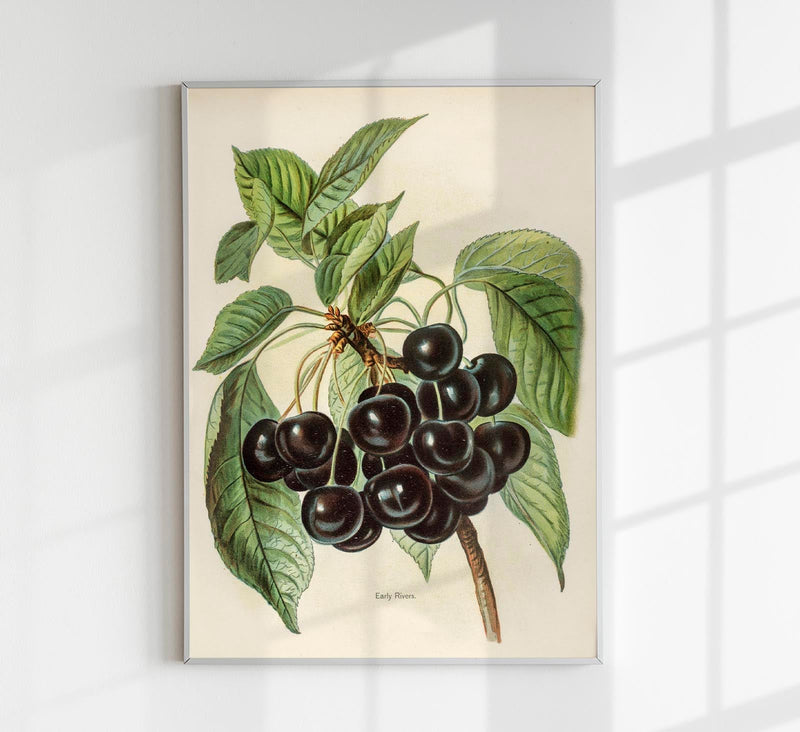 Early Rivers Cherries Fruit Poster – 225g Fine Art Paper A2 Format — Patroa Studio