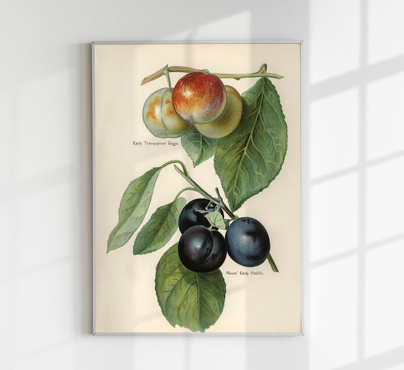 Gage Rivers Early Prolific Cherries Fruit Poster – Historische Kirsch-Illustration Fine Art Print — Patroa Studio