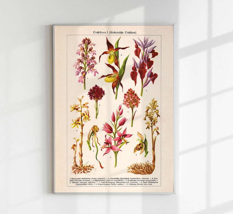 Orchideen Poster – Botanisches Kunstwerk in Rosa — Patroa Studio