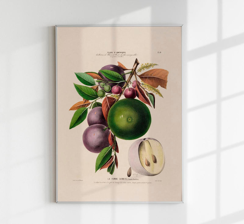 Soursop Botanical Poster – Fine Art Print Exotic Fruit Illustration — Patroa Studio