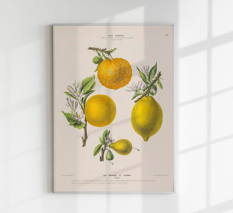 Les Oranges et Citrons Botanical Poster – Fruchtig | Premiumdruck | Mediterran — Patroa Studio