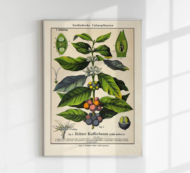 Coffee Plant Poster | Botanische Kunst | Handgefertigt in Berlin — Patroa Studio