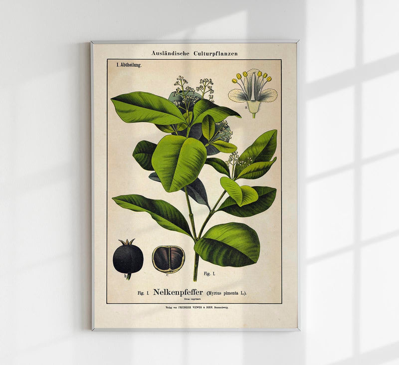 Clove Plant – Fine Art Print | Botanical Study | Exhibition Poster — Patroa Studio