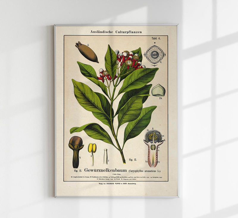 Clove Flower Plant – Fine Art Print | Botanical Study | Exhibition Poster — Patroa Studio