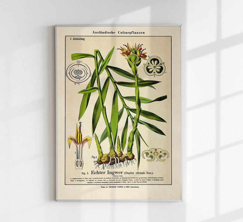 Ginger Plant Poster – Ingwer-Botanik Fine Art Print Canvas | Patroa Studio — Patroa Studio