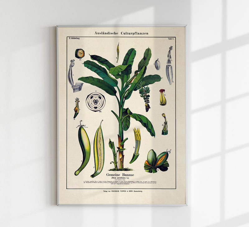 Banana Musa Tree Plant Poster – Botanische Illustration Fine Art Print UV-resistent — Patroa Studio
